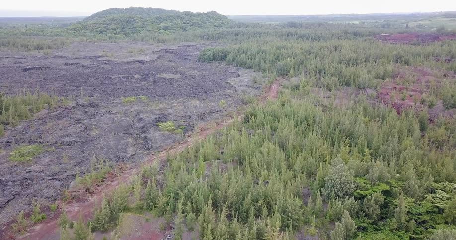 A drone flies over a partially burnt forest