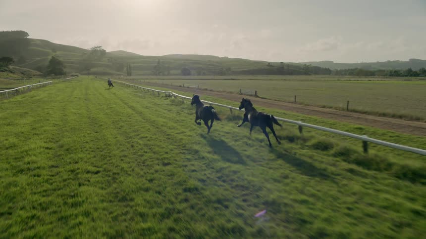 Horses gallop in a rural field