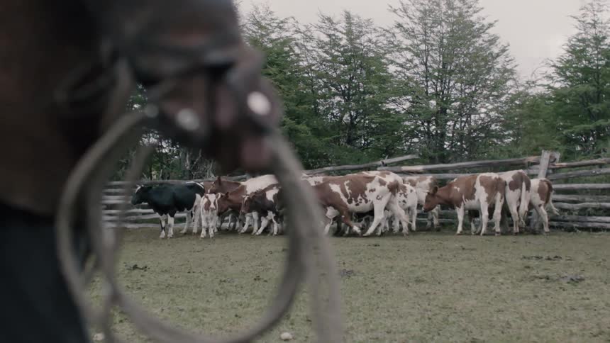 A farmer holds rope by a group of cattle