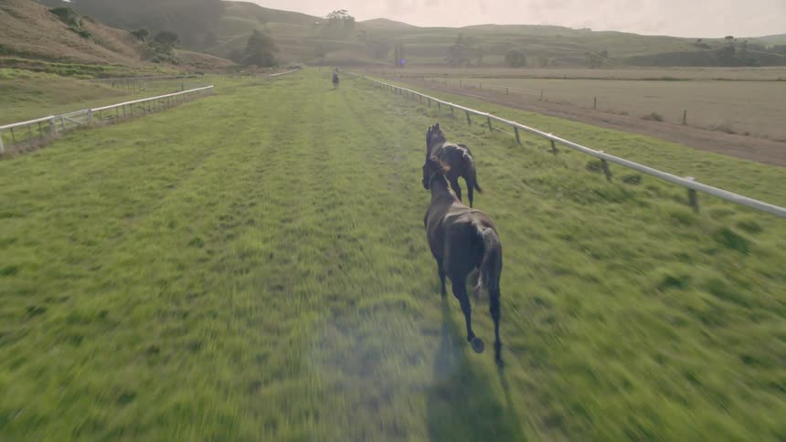 Horses run across a long grassy corral