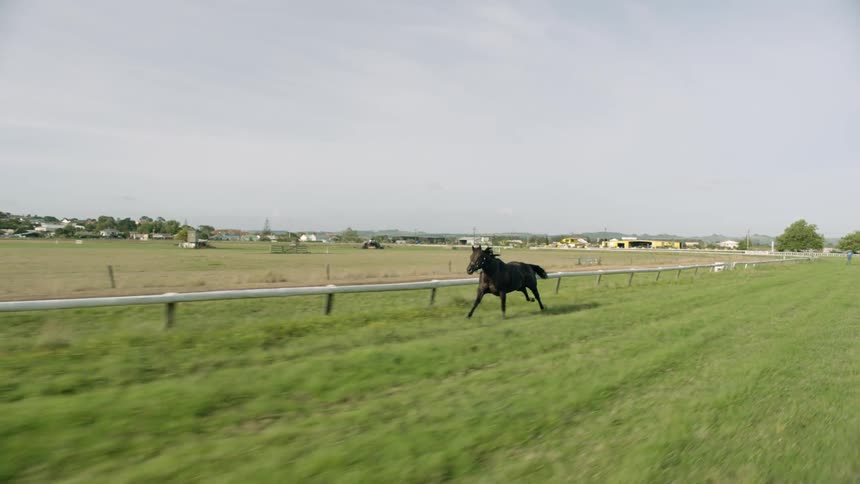 A black horse is racing on the track