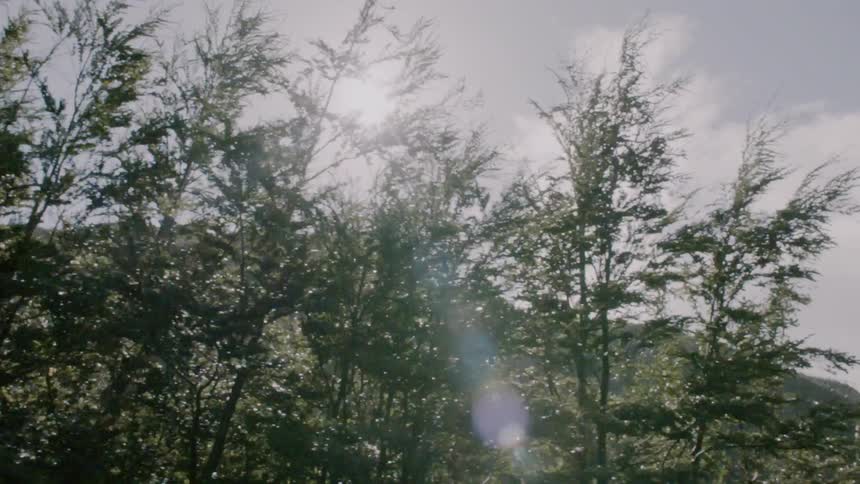 The sun is shining in over the branches of the tall trees