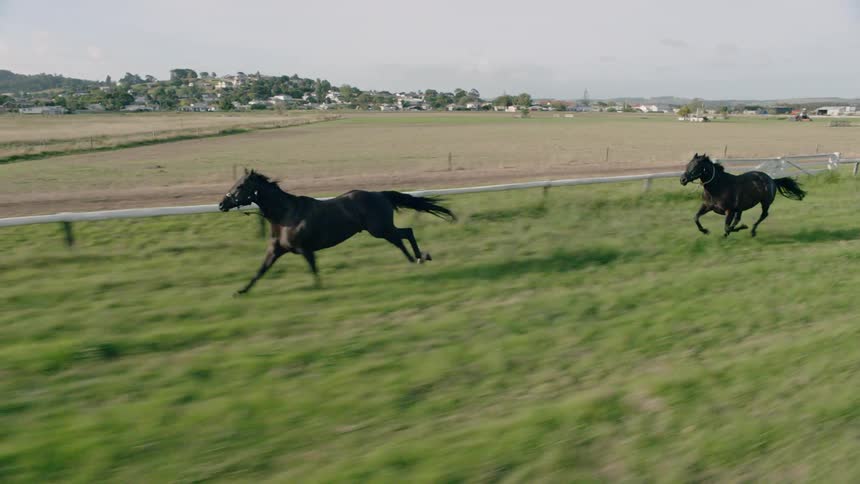 Horses galloping along a railing in a grassy area