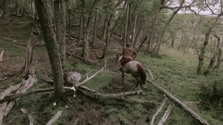 A person riding a horse and a dog are walking through the woods