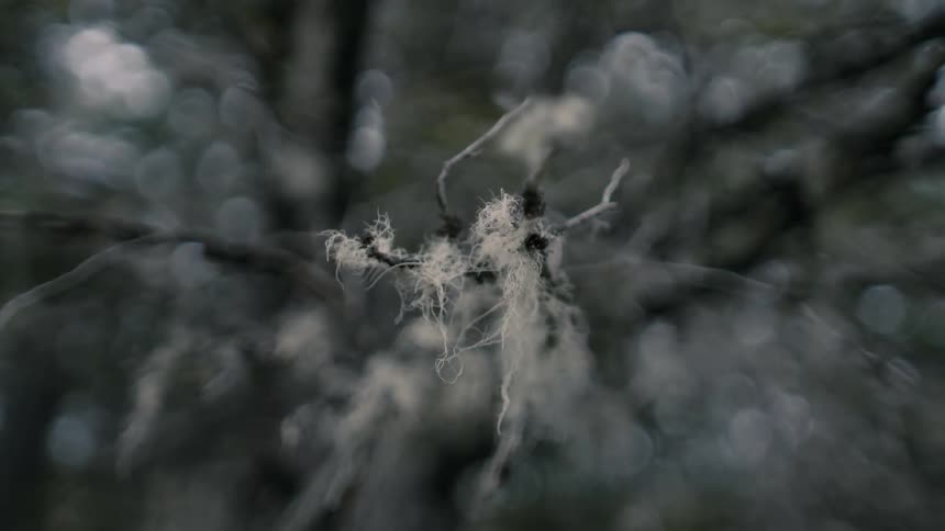 Moss clinging to a tree branch blows in the breeze