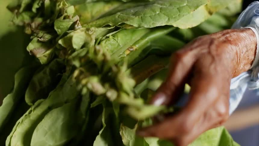 Old person strings together tobacco leaves