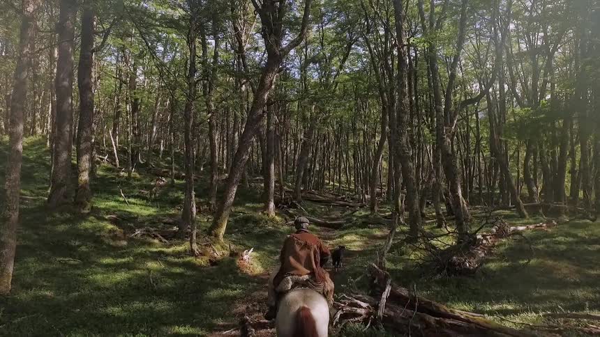Man rides a horse through a mossy forest