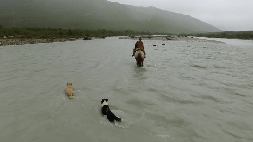 Dogs swim behind a Gaucho on horseback in a river