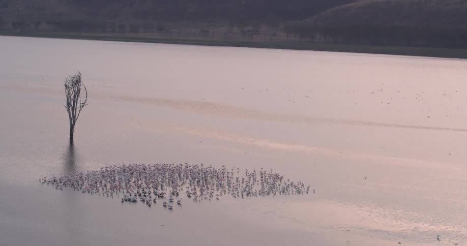 Birds gather near a tree growing in the middle of a lake