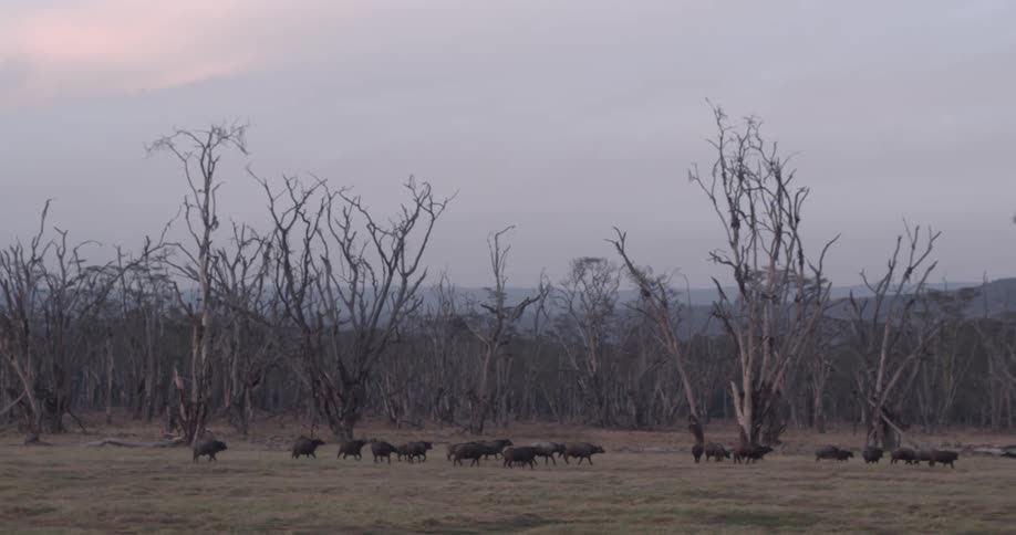 A herd of animals runs on a grass field with bare trees
