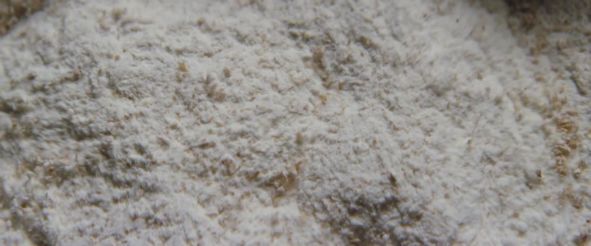 A bunch of ants are being vibrated out of some white sand