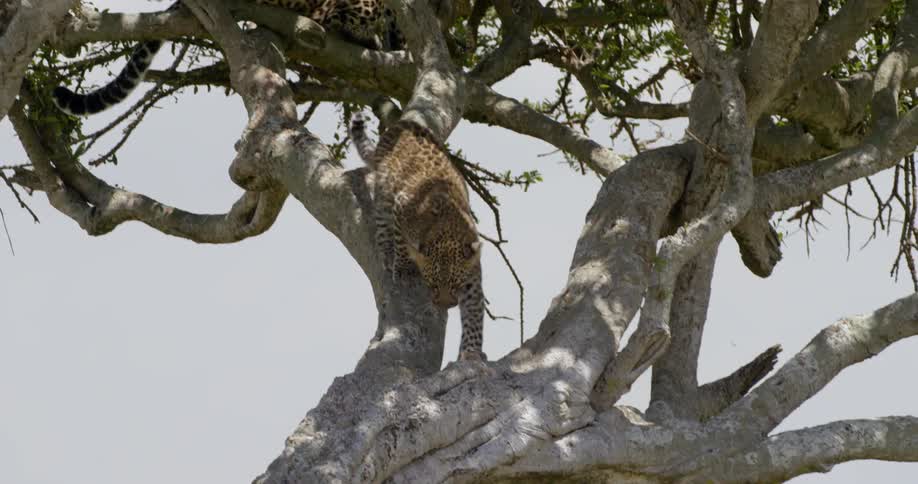 Leopards are climbing up and down the trees