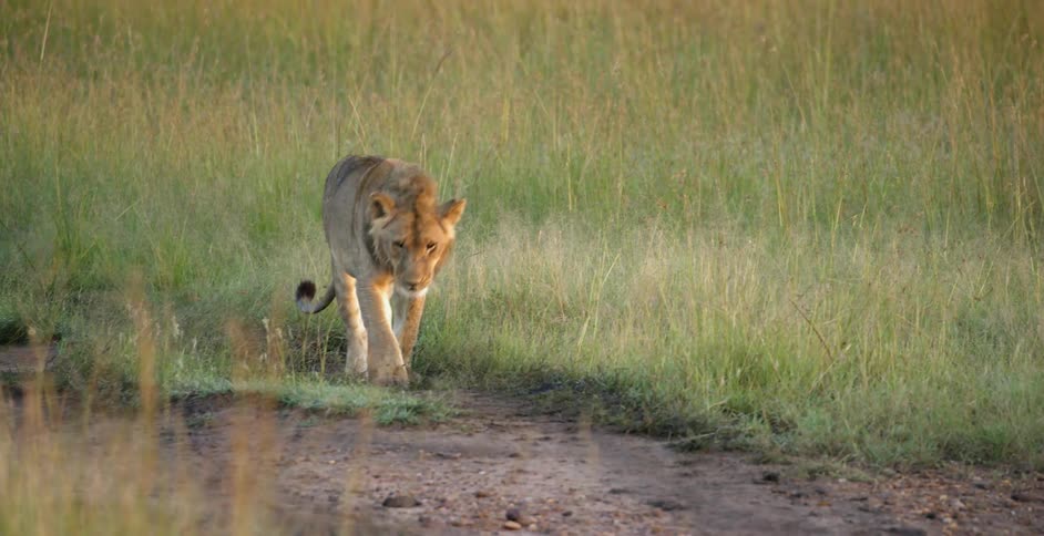 A lion is walking along a dirt road