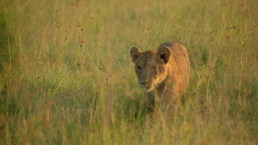 A lion cub is walking through the tall grass