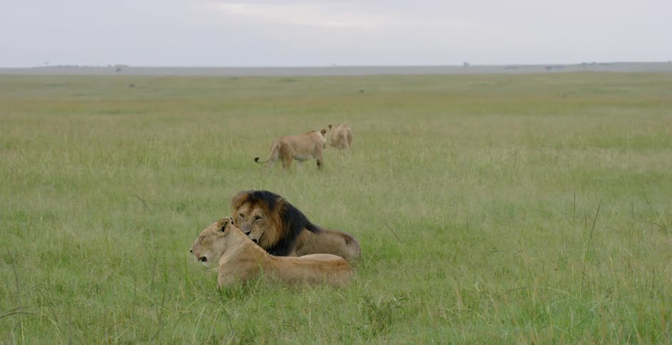 Lions roam and lounge on the savanna during the day