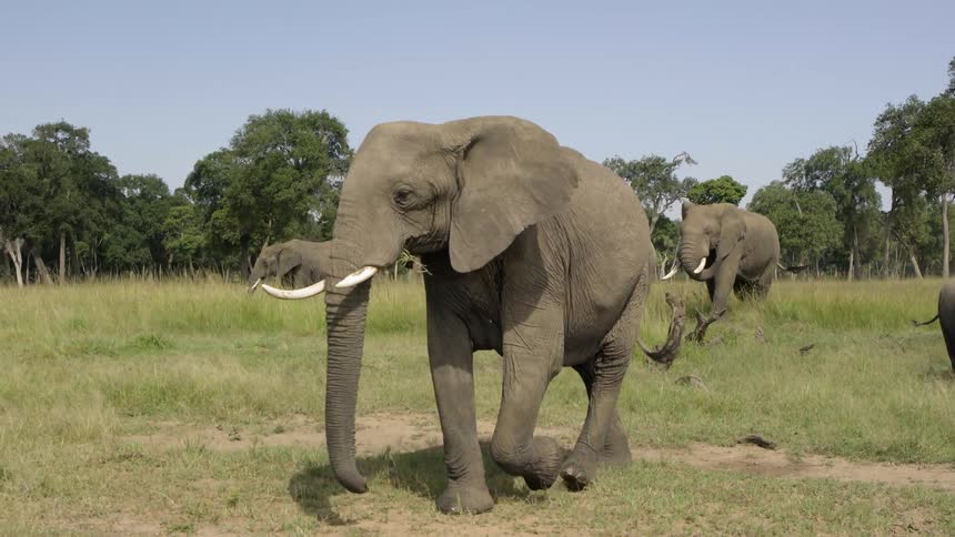 Elephants walk together over the field on a sunny day