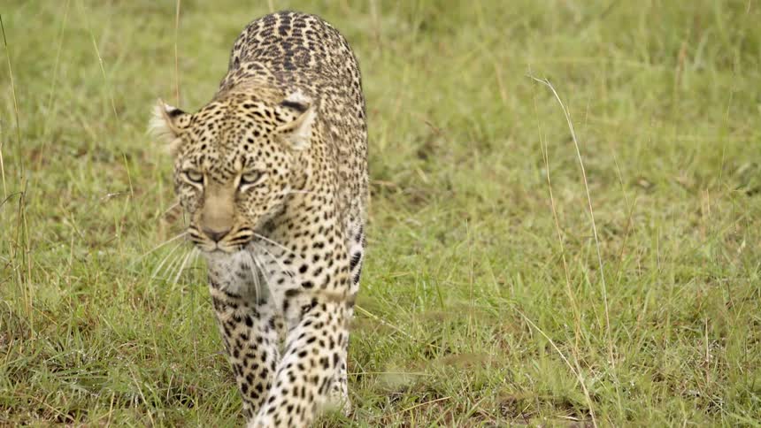 A leopard walks across a grassy field
