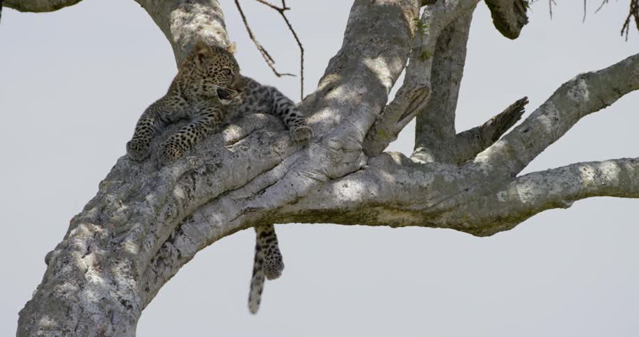 A leopard is resting up in the tree