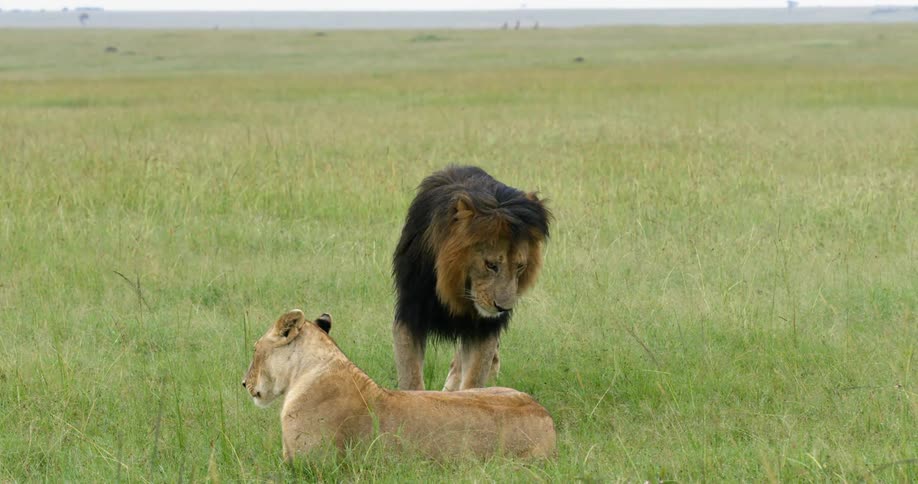 A lion and lioness lay in a field