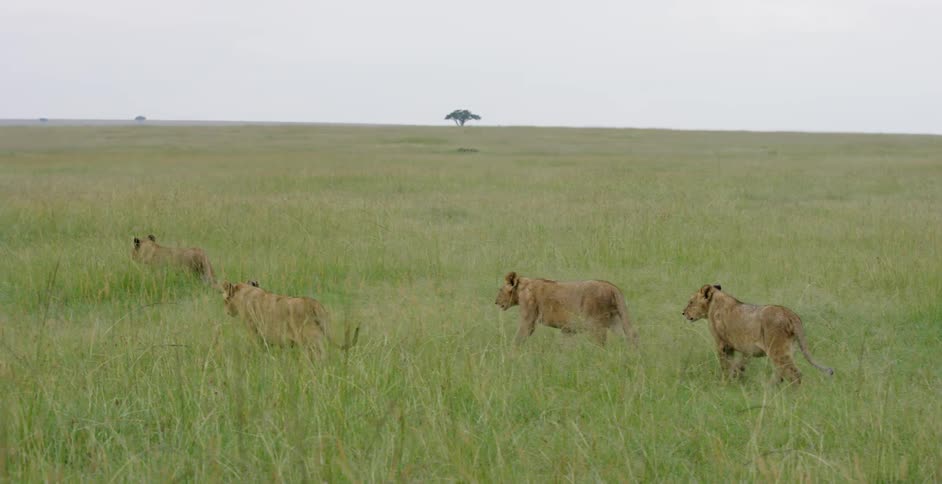 A pride of lions is moving through grass
