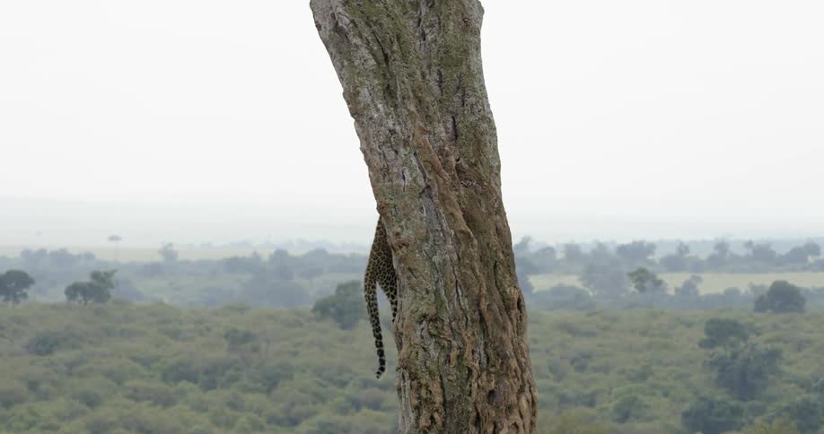 A cheetah climbs up the trunk of a tree