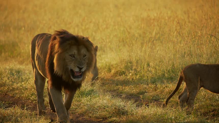 A lion and a cub are walking along a dirt path