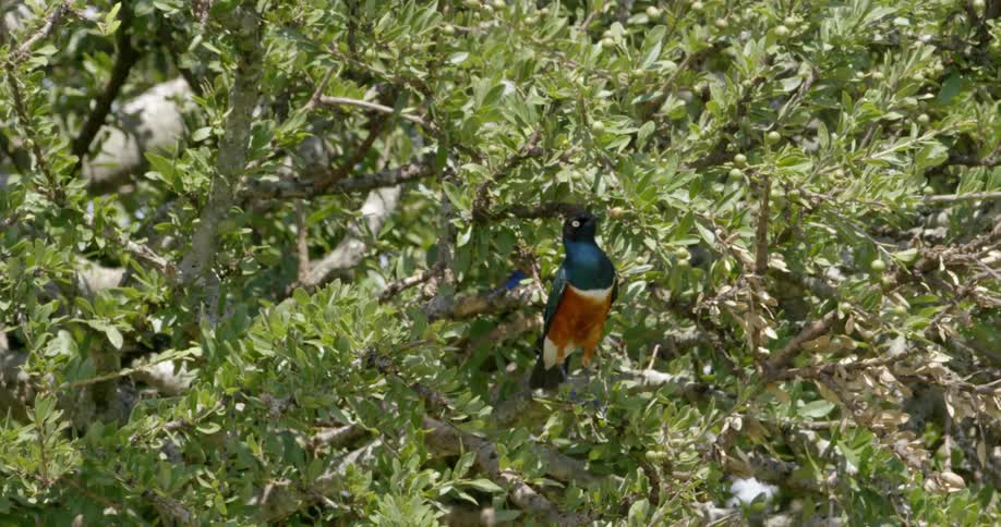 A bright colored bird is sitting in a tree eating the leaves