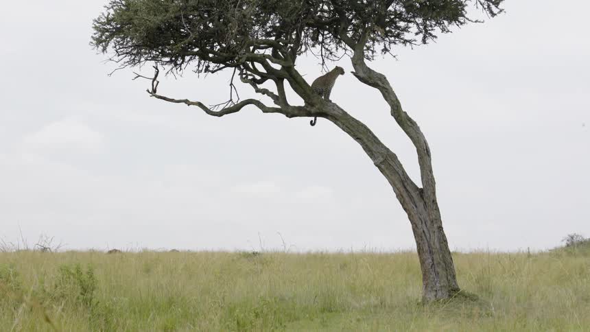 A tall tree is leaning to the side with a leopard on the branch