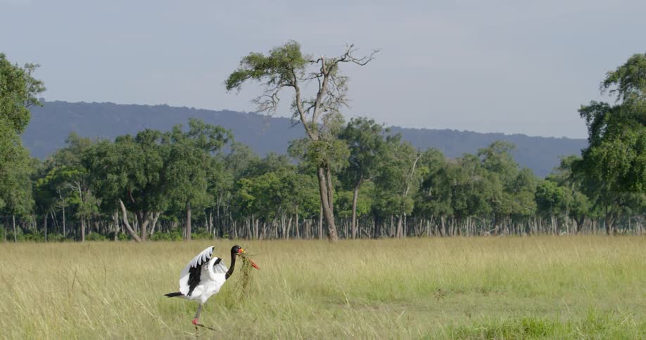 A bird carrying a clump of grass is trying to take off from the ground during the day