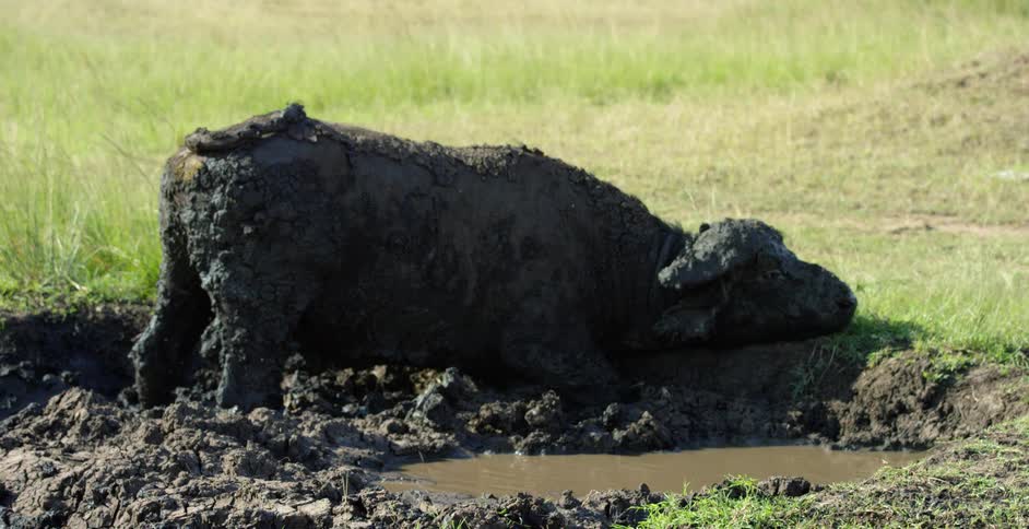A bull is rolling around completely covered in mud