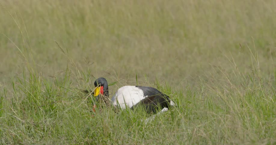 A bird carries sticks in a grassy field