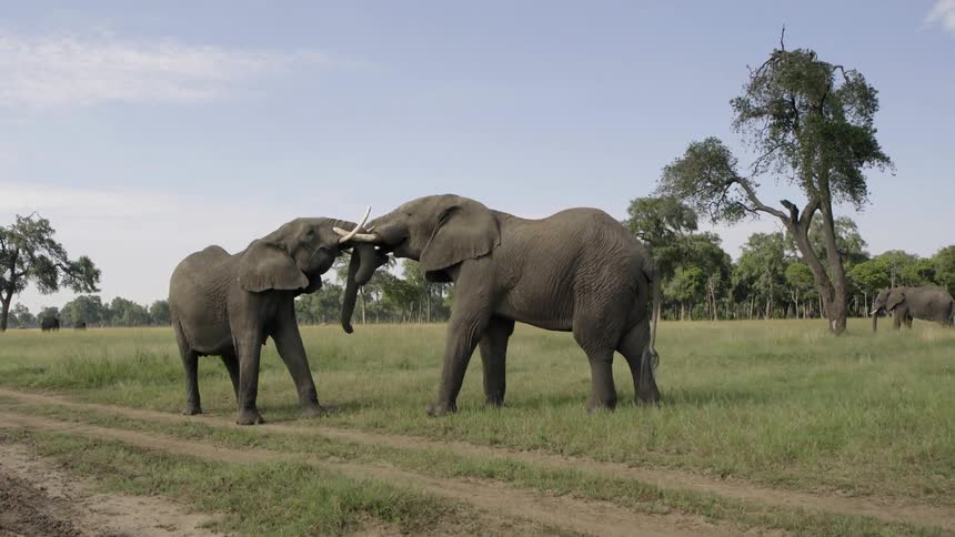 A herd of elephants are moving along side a dirt road