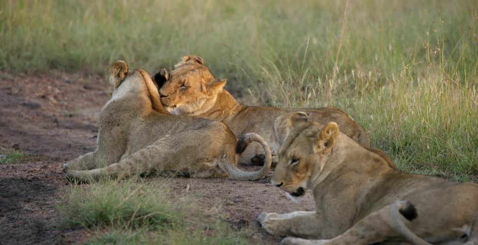 A pride of lions are cleaning each other