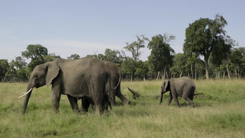 The elephants are walking together eating grass as they go