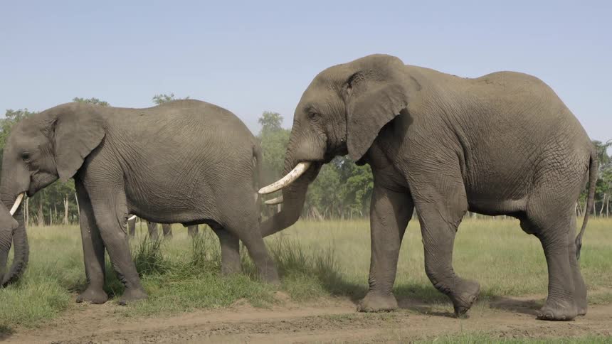 An elephant tosses dirt on himself during the day
