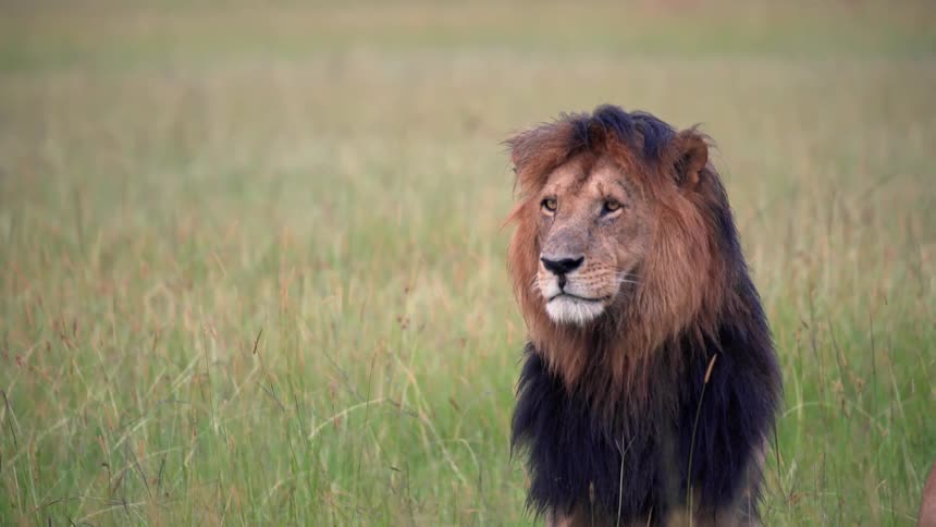 A male lion staring into the distance vocalizes and moves off