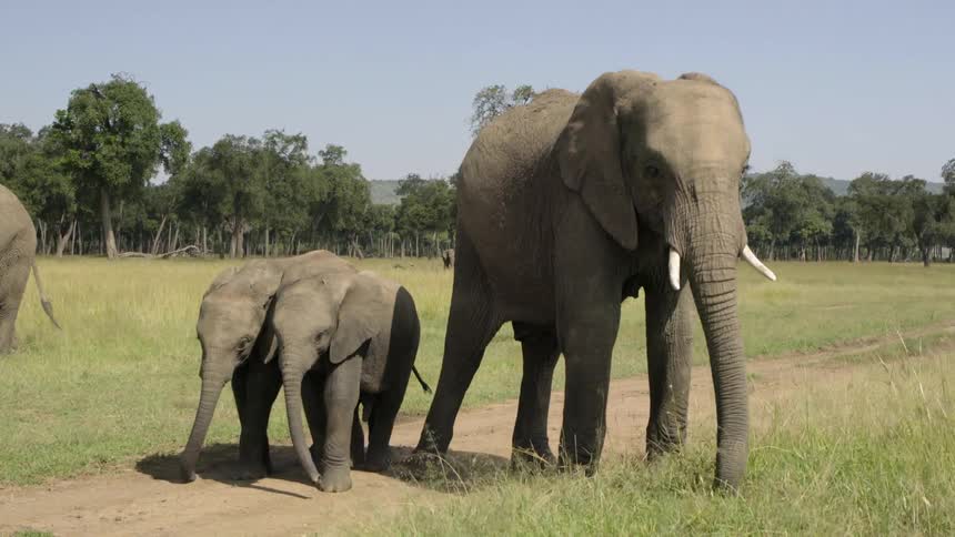 Herd of elephants grazing on grass pasture on sunny day