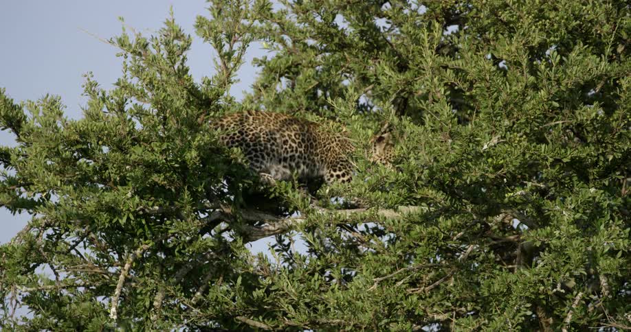 A leopard sits in a tree