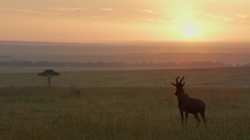 An antelope stands in a field as the sun sets