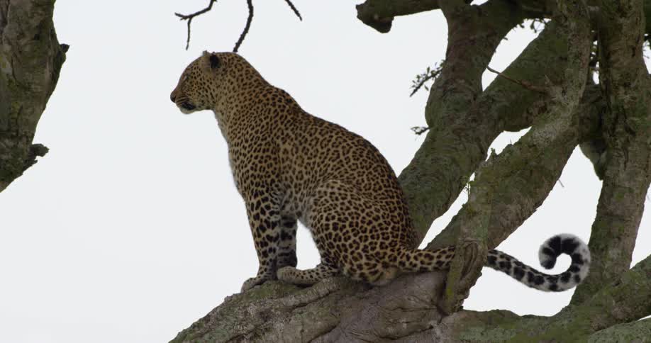 A leopard is perched on the tree on a cloudy day