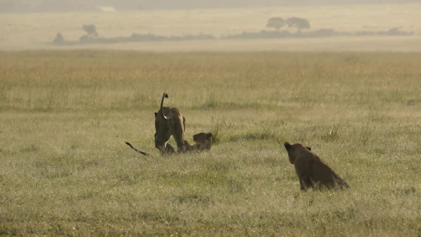 Lions play around in the grass on a sunny day