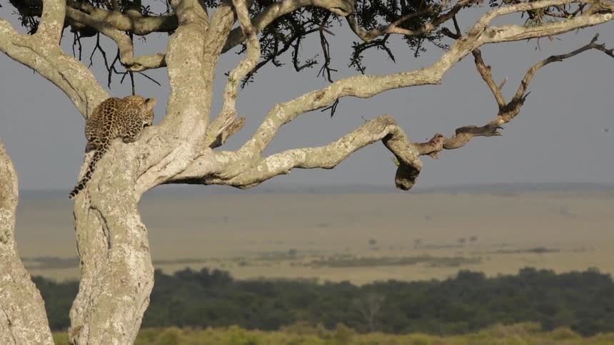 A cheetah sits in a tree