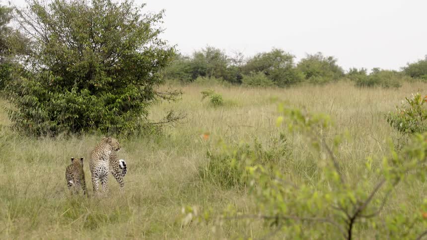 A leopard and her cub nuzzle as they stand in the grass