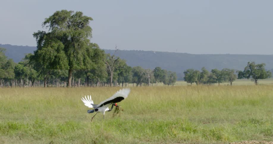A bird with a clump of grass in its mouth is taking off from the ground