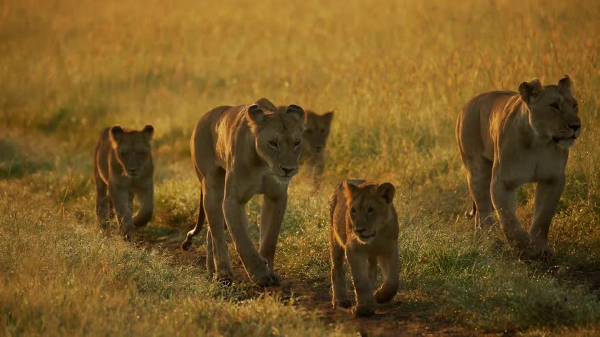 A pride of lions with cubs is walking at dusk