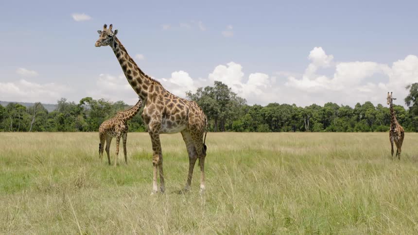Giraffes stand in a grassy field