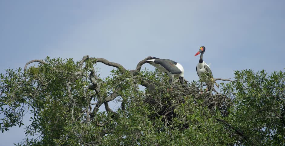 Two birds tend a nest at the top of a tree on a sunny day
