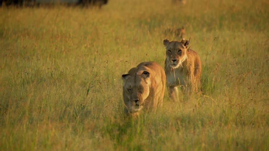 Two female lions are leading some cubs across the plains