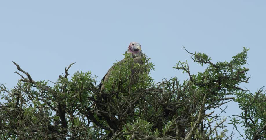 A large bird is perched on the top of the tree