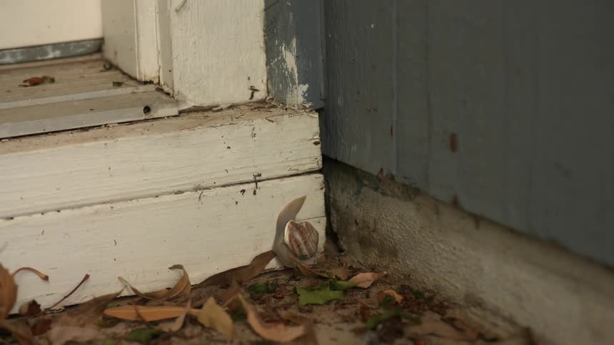A snail makes its way down the side of a house to the ground